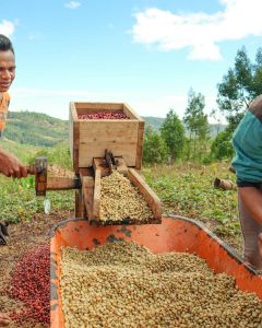 Coffee farmers depulping coffee cherries in a homemade pulper machine made from wood. Timor Leste.