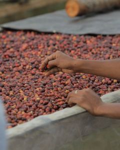 Red coffee cherries drying on raised beds at a site in Haupu, Letefoho. This is not the Daurfusu site, but affiliated, and nearby in Timor Leste.