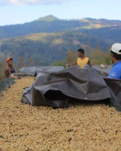 Workers uncover honey process coffee drying on raised beds at a coffee site in Timor Leste. This is not Daurfusu, which we have not visited, but at the Lutlala green coffee site. 