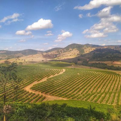 Neatly planted rows of coffee shrubs at the São José farm, run by Andréia Moreira, Sul de Minas, Brazil.