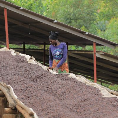 A woman moves the dry process coffee around on raised beds, looking for any defects to be removed. Kinama site, Burundi.
