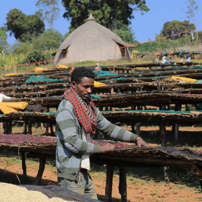 Workers remove unripe coffee cherries from the drying tables at a Guji site.