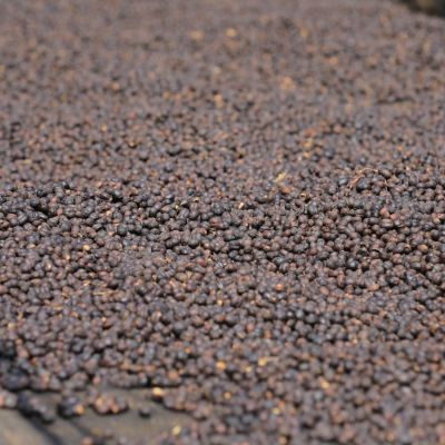 Dry process coffee cherry drying on raised African beds at a green coffee processing site in Yirga Cheffe region, Ethiopia.