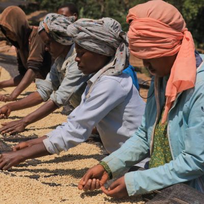 Workers remove defective coffee as it dries on raised beds in Gerba Dogo.