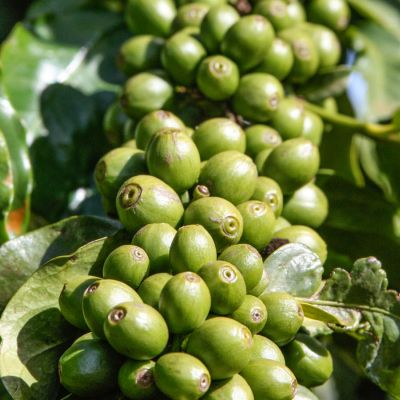Green coffee cherries crowd the branch of this shrub at a coffee farm in Nyeri (not Nduma).