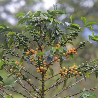 A coffee shrub with yellow fruit ripens at a coffee farm in Peru.