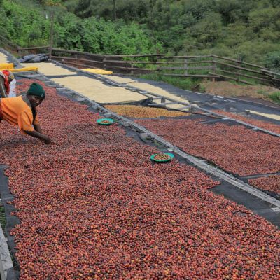 Workers sort defects and unripe coffee from the cherries drying on raised beds at Gitwe, Nyamasheke, Rwanda.