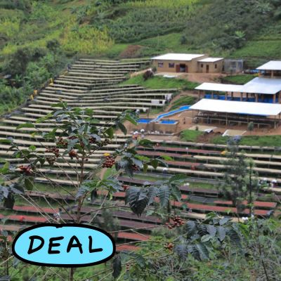 Coffee Shrub - Rwanda - Africa - Green Coffee