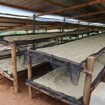 Coffee dries on raised beds under the protection of a cover at Migoti wet mill, where Masenga is processed. Migoti, Burundi.