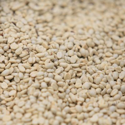 Parchment-covered coffee drying on raised beds at one of the coffee cooperatives who contributed to this blend. 