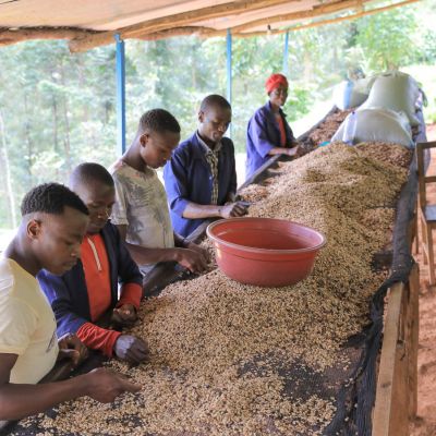 Some coffee defects are easier to spot when the coffee is still wet. These workers at Gaseke sift through the newly pulped coffee seeds before moving to dry on the raised beds.