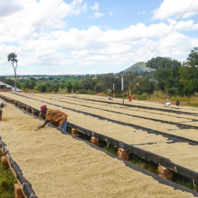 Workers sift through the drying parchment coffee looking for defects to remove. Mbozi, Tanzania (not Mbewe)