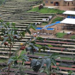 Coffee Shrub - The Coffee Shrub