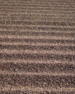 Whole cherry pods drying on a cement patio at another farm in the South Minas region. 