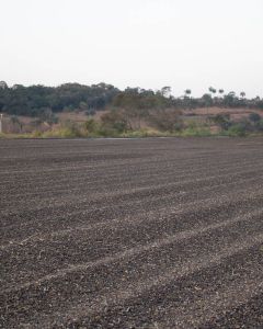 "Natural" coffee, aka "Dry Process", dries on cement patios. This is not Ana Maria's farm, but another in the Cerrado region.