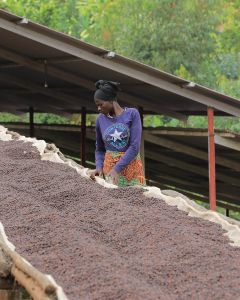 A woman moves the dry process coffee around on raised beds, looking for any defects to be removed. Kinama site, Burundi.