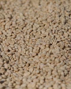 Close-up photo of green coffee in its parchment layer drying on raised beds at an Uraga wet mill.