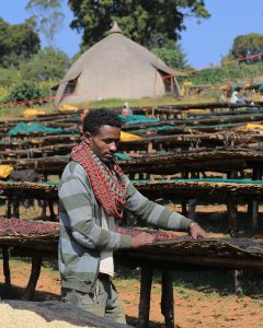 Workers remove unripe coffee cherries from the drying tables at a Guji site.