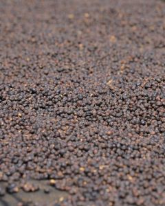 Dry process coffee cherry drying on raised African beds at a green coffee processing site in Yirga Cheffe region, Ethiopia.
