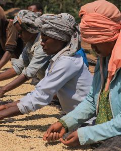 Workers remove defective coffee as it dries on raised beds in Gerba Dogo.