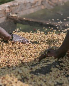 Farmers spread wet process coffee on raised drying beds at a Kirinyaga coffee Factory (not Kiri).