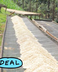 Wet Process coffee is first piled in the center of the beds to drip dry for a few hour before being spread to a thin layer. Kangunu Factory.