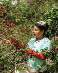 A farmer from the Cerro Blanco cooperative harvests ripe coffee cherries during the harvest. (Photo courtesy of APROCEB)