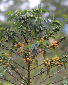 A coffee shrub with yellow fruit ripens at a coffee farm in Peru.