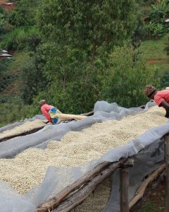 After pulping and fermenting, the wet parchment is moved to the drying tables where it is spread to a thin layer to dry in the sun. Migoti coffee washing station, Burundi.