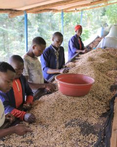 Some coffee defects are easier to spot when the coffee is still wet. These workers at Gaseke sift through the newly pulped coffee seeds before moving to dry on the raised beds.