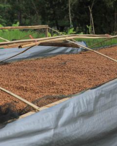 Honey process coffee, with it's dark reddish hue, dries on raised beds at the station in Gambung.