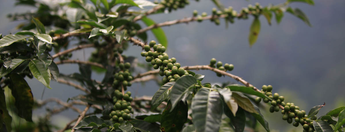 Green coffee cherries ripen on a shrub at the farm of Jorge 