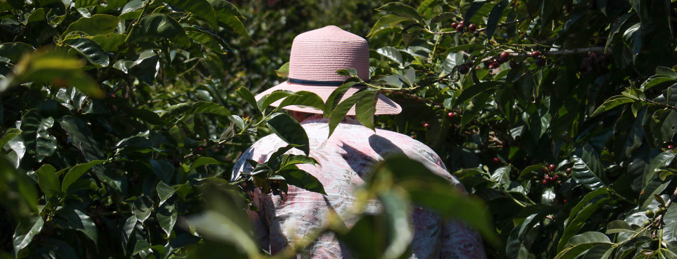 Doña María Elena leads the way at her farm, Finca La Salaca, in Costa Rica's West Valley region. They own the Monte Brisas micro mill in Zarcero, who we purchased two lots from this year. Check out her coffee, and the full list of fresh crop Costa Rican coffees.